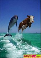 Cow jumping 